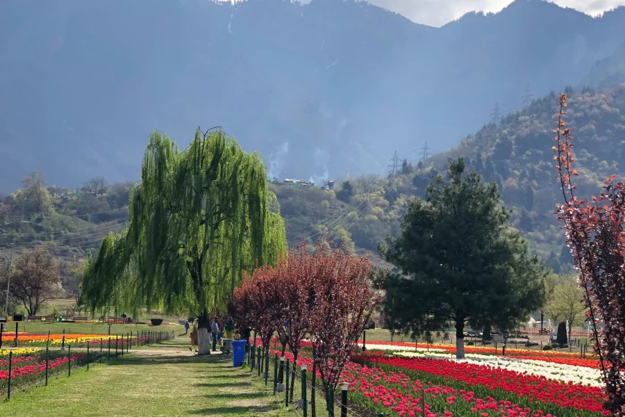 Kashmir 6D 5N Tulip Festival Tour (from Srinagar)